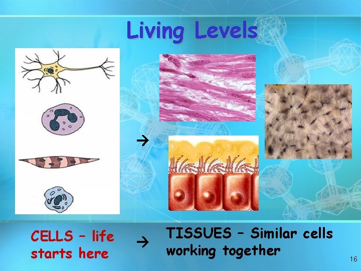 Living Levels CELLS – life starts here TISSUES – Similar cells working together 16