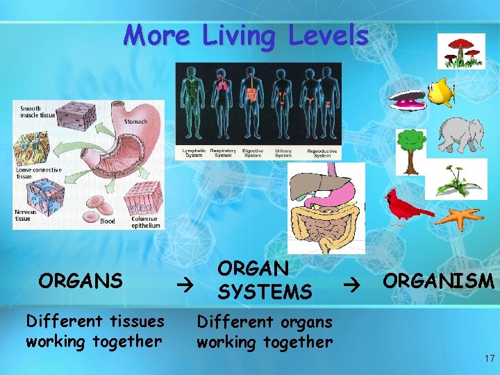 More Living Levels ORGANS Different tissues working together ORGAN SYSTEMS ORGANISM Different organs working