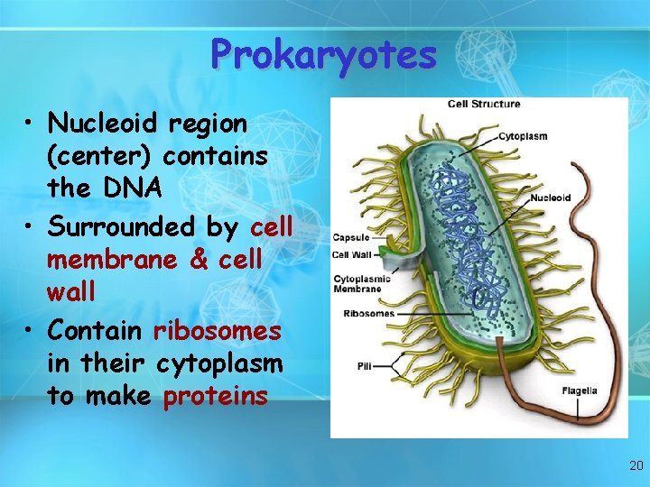 Prokaryotes • Nucleoid region (center) contains the DNA • Surrounded by cell membrane &