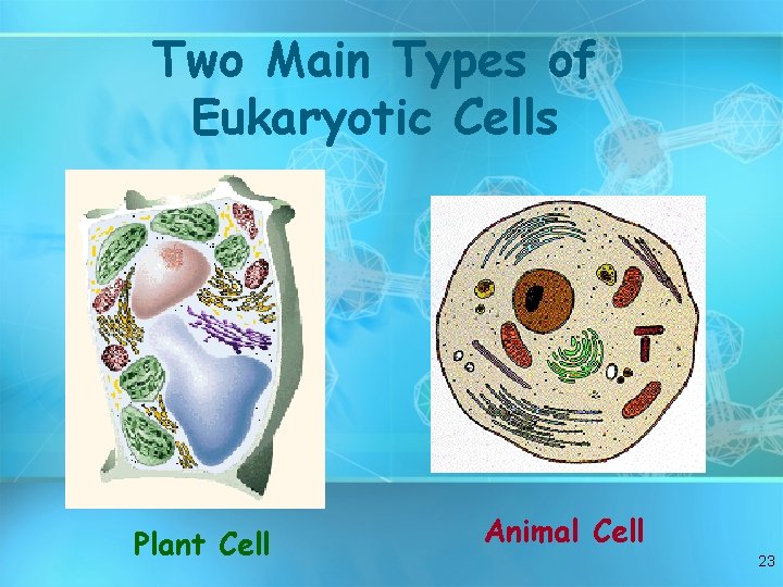 Two Main Types of Eukaryotic Cells Plant Cell Animal Cell 23 