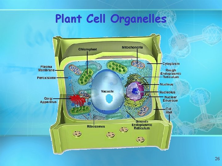 Plant Cell Organelles 26 