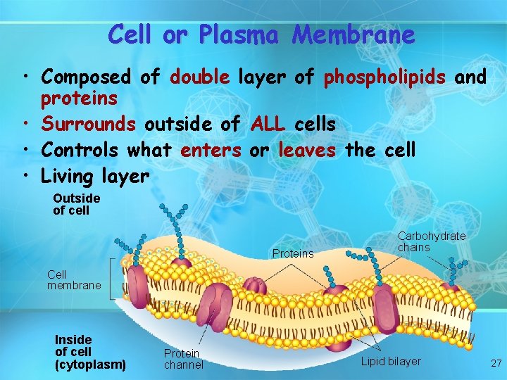 Cell or Plasma Membrane • Composed of double layer of phospholipids and proteins •