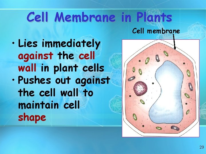 Cell Membrane in Plants Cell membrane • Lies immediately against the cell wall in