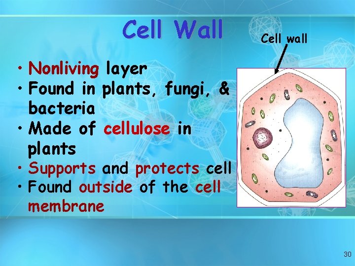 Cell Wall Cell wall • Nonliving layer • Found in plants, fungi, & bacteria