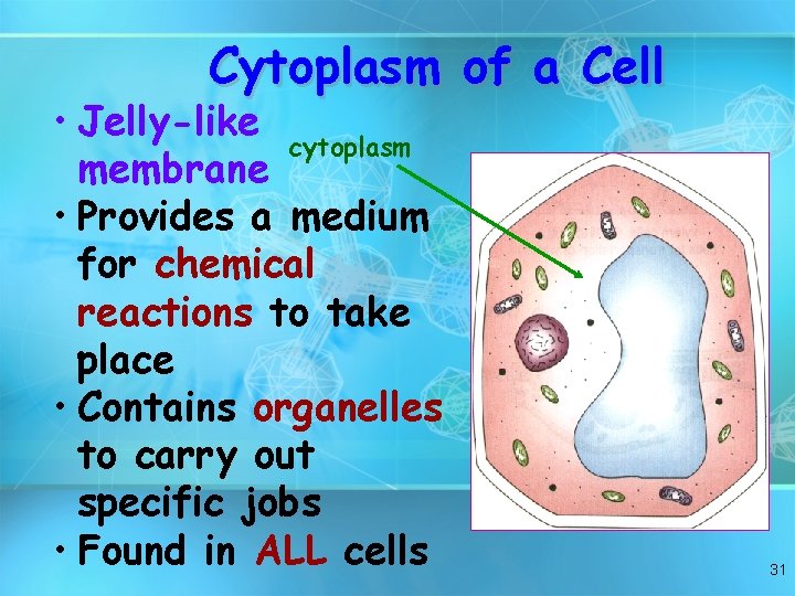 Cytoplasm of a Cell • Jelly-like cytoplasm membrane • Provides a medium for chemical