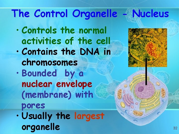 The Control Organelle - Nucleus • Controls the normal activities of the cell •