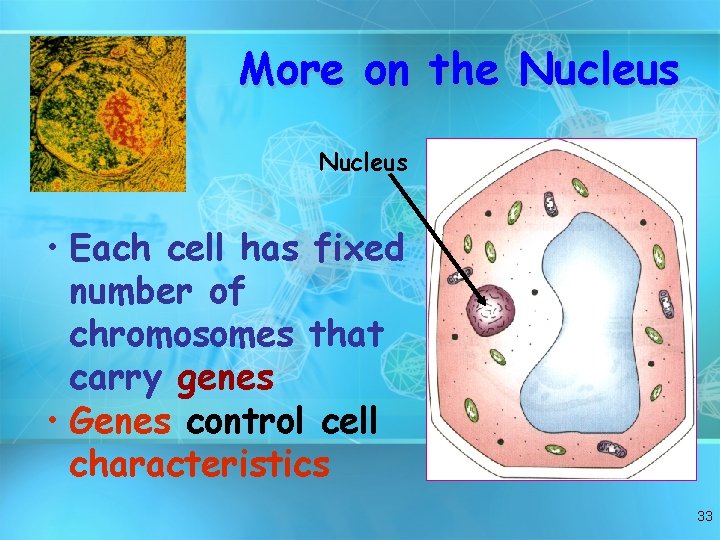 More on the Nucleus • Each cell has fixed number of chromosomes that carry