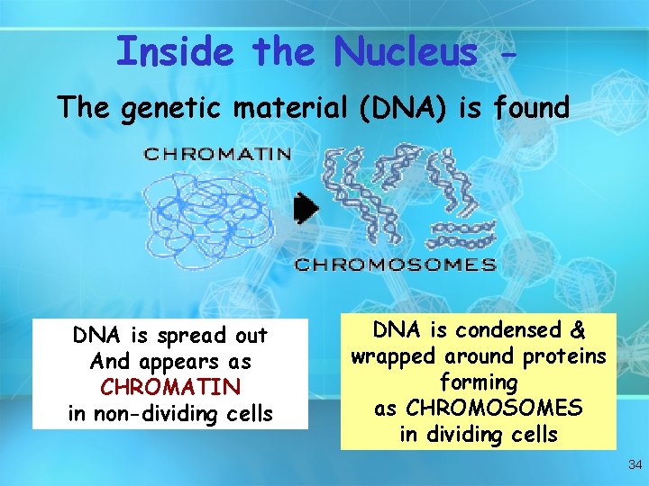 Inside the Nucleus The genetic material (DNA) is found DNA is spread out And