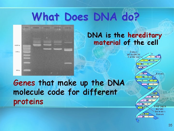 What Does DNA do? DNA is the hereditary material of the cell Genes that