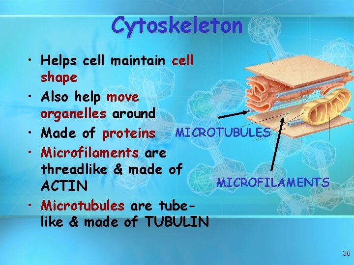 Cytoskeleton • Helps cell maintain cell shape • Also help move organelles around •