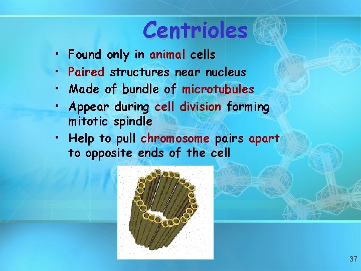  • • Centrioles Found only in animal cells Paired structures near nucleus Made