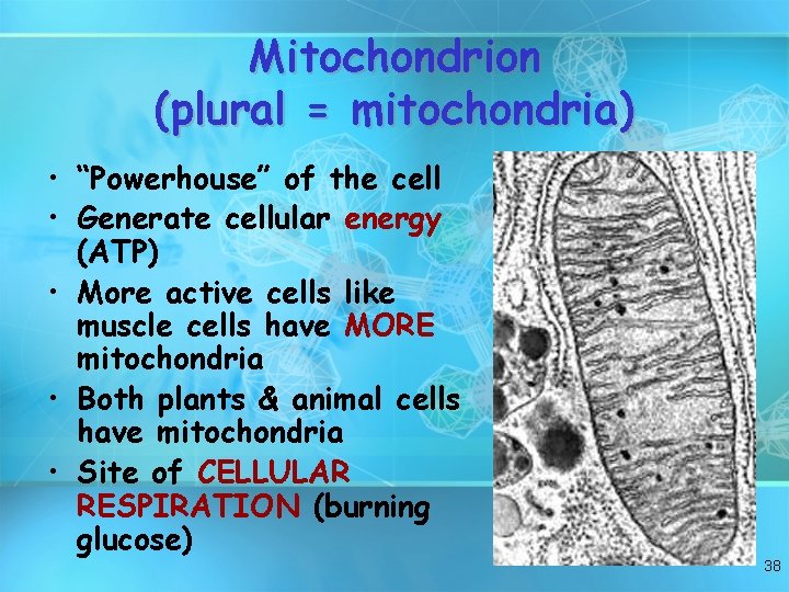 Mitochondrion (plural = mitochondria) • “Powerhouse” of the cell • Generate cellular energy (ATP)