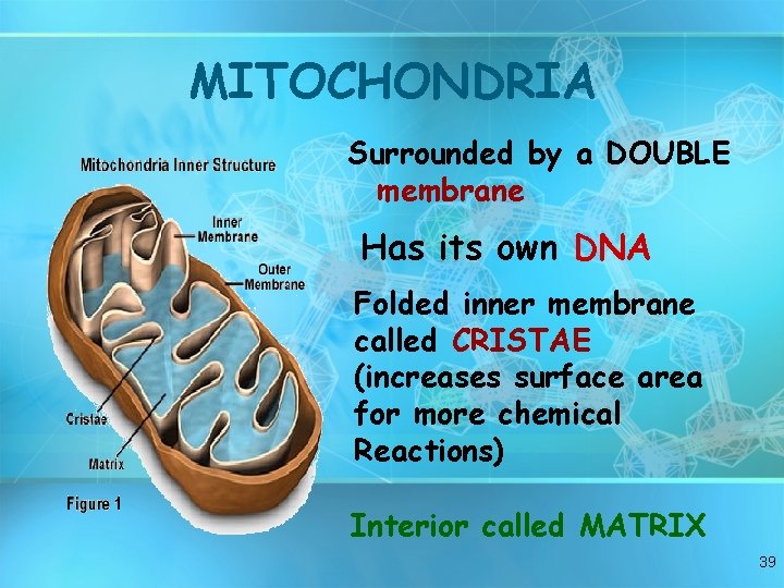 MITOCHONDRIA Surrounded by a DOUBLE membrane Has its own DNA Folded inner membrane called