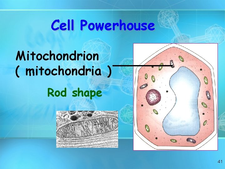 Cell Powerhouse Mitochondrion ( mitochondria ) Rod shape 41 
