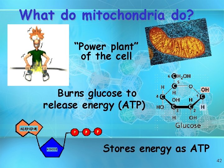 What do mitochondria do? “Power plant” of the cell Burns glucose to release energy