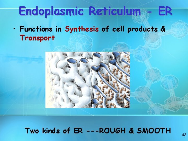 Endoplasmic Reticulum - ER • Functions in Synthesis of cell products & Transport Two