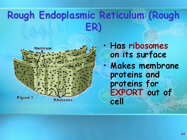 Rough Endoplasmic Reticulum (Rough ER) • Has ribosomes on its surface • Makes membrane