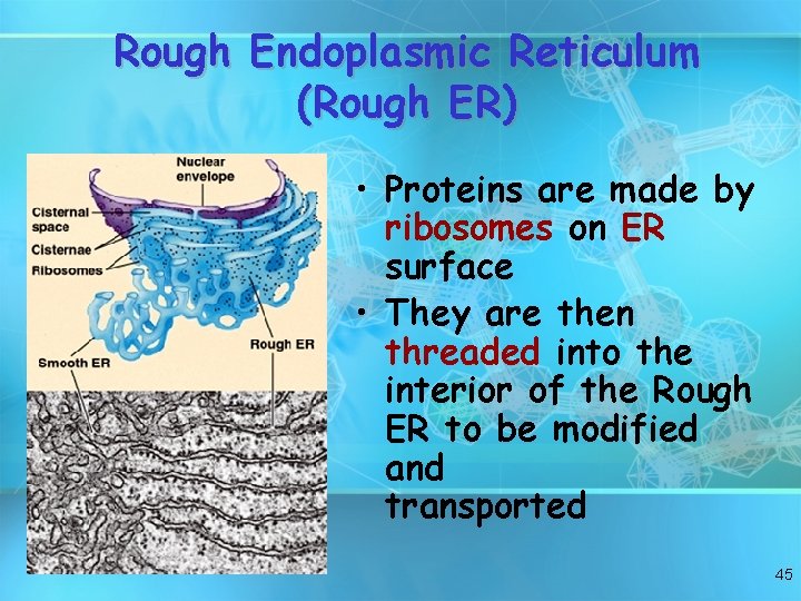 Rough Endoplasmic Reticulum (Rough ER) • Proteins are made by ribosomes on ER surface