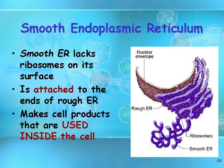 Smooth Endoplasmic Reticulum • Smooth ER lacks ribosomes on its surface • Is attached