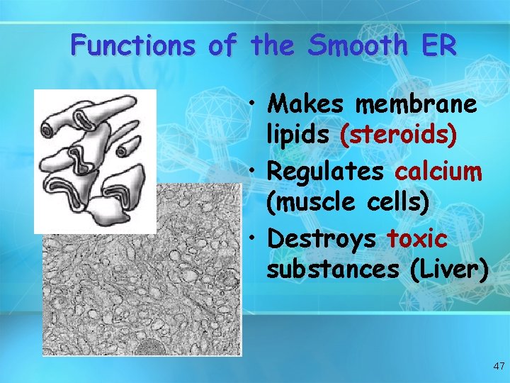 Functions of the Smooth ER • Makes membrane lipids (steroids) • Regulates calcium (muscle