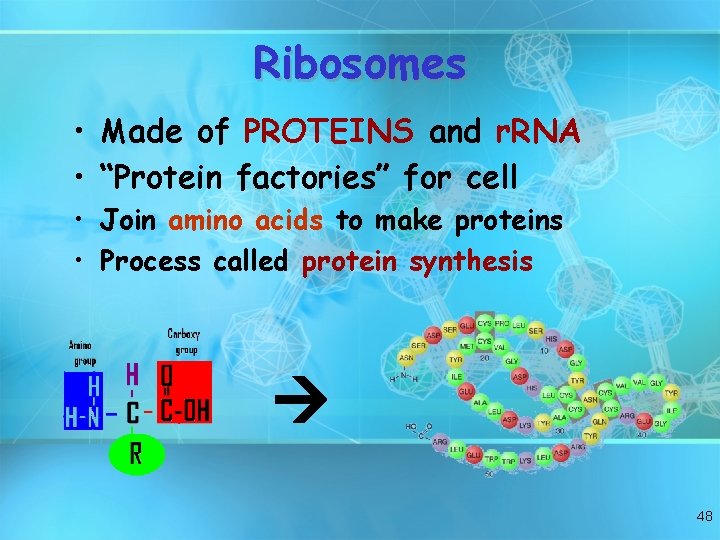 Ribosomes • Made of PROTEINS and r. RNA • “Protein factories” for cell •