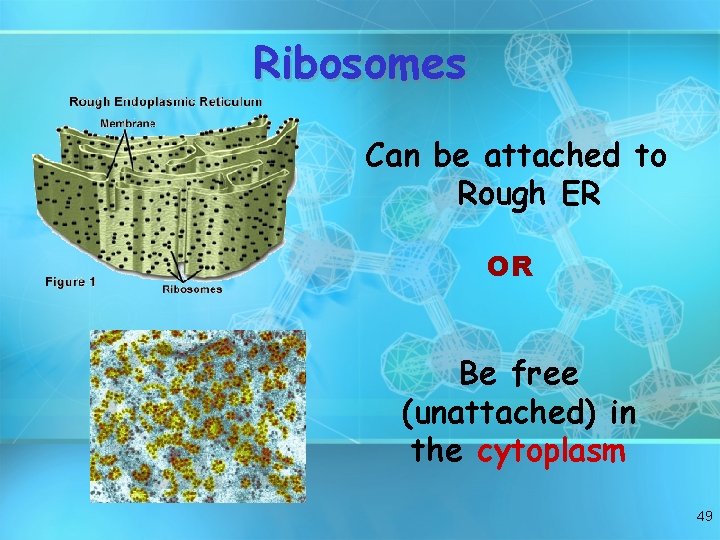 Ribosomes Can be attached to Rough ER OR Be free (unattached) in the cytoplasm