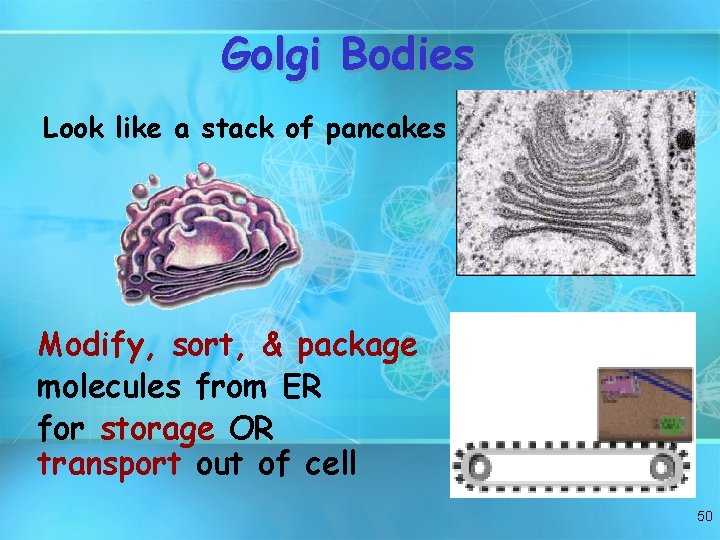 Golgi Bodies Look like a stack of pancakes Modify, sort, & package molecules from