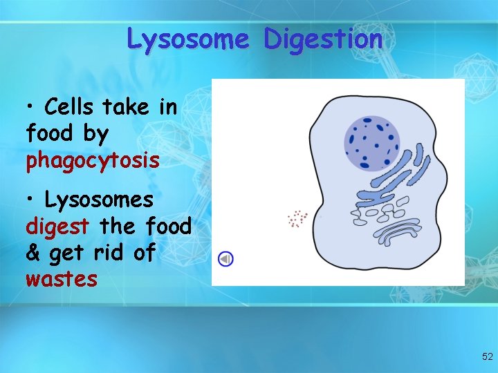 Lysosome Digestion • Cells take in food by phagocytosis • Lysosomes digest the food