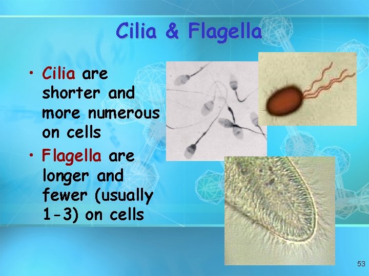 Cilia & Flagella • Cilia are shorter and more numerous on cells • Flagella