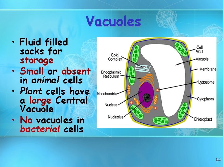 Vacuoles • Fluid filled sacks for storage • Small or absent in animal cells