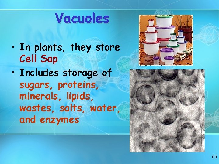 Vacuoles • In plants, they store Cell Sap • Includes storage of sugars, proteins,
