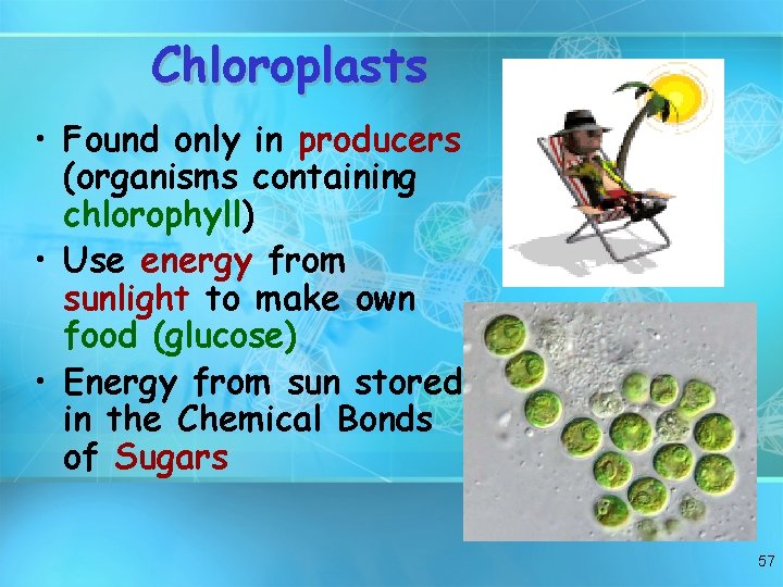 Chloroplasts • Found only in producers (organisms containing chlorophyll) • Use energy from sunlight