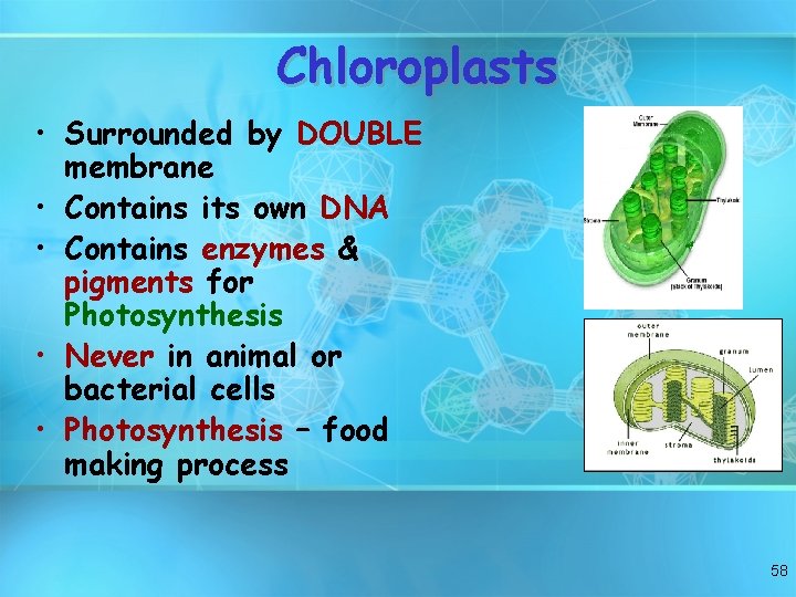 Chloroplasts • Surrounded by DOUBLE membrane • Contains its own DNA • Contains enzymes