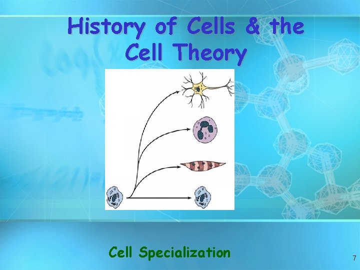 History of Cells & the Cell Theory Cell Specialization 7 