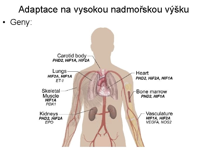 Adaptace na vysokou nadmořskou výšku • Geny: 