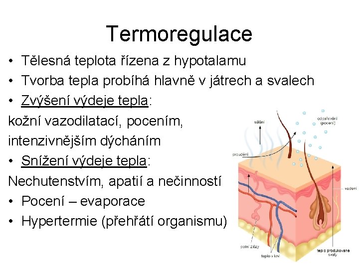 Termoregulace • Tělesná teplota řízena z hypotalamu • Tvorba tepla probíhá hlavně v játrech