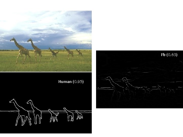 Pb (0. 63) Human (0. 95) 