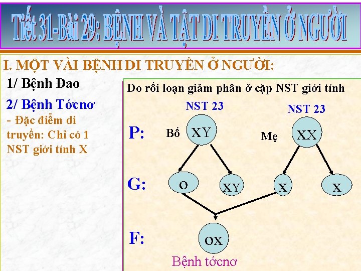 I. MỘT VÀI BỆNH DI TRUYỀN Ở NGƯỜI: 1/ Bệnh Đao Do rối loạn