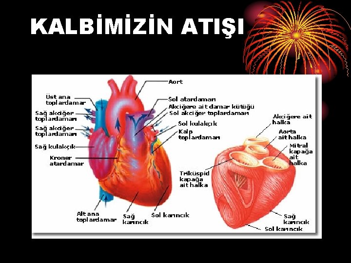 KALBİMİZİN ATIŞI 