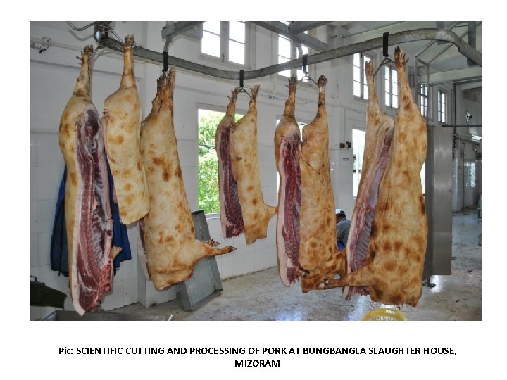 Pic: SCIENTIFIC CUTTING AND PROCESSING OF PORK AT BUNGBANGLA SLAUGHTER HOUSE, MIZORAM 