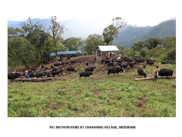 Pic: MITHUN HERD AT CHAKHANG VILLAGE, MIZORAM 