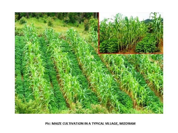 Pic: MAIZE CULTIVATION IN A TYPICAL VILLAGE, MIZORAM 