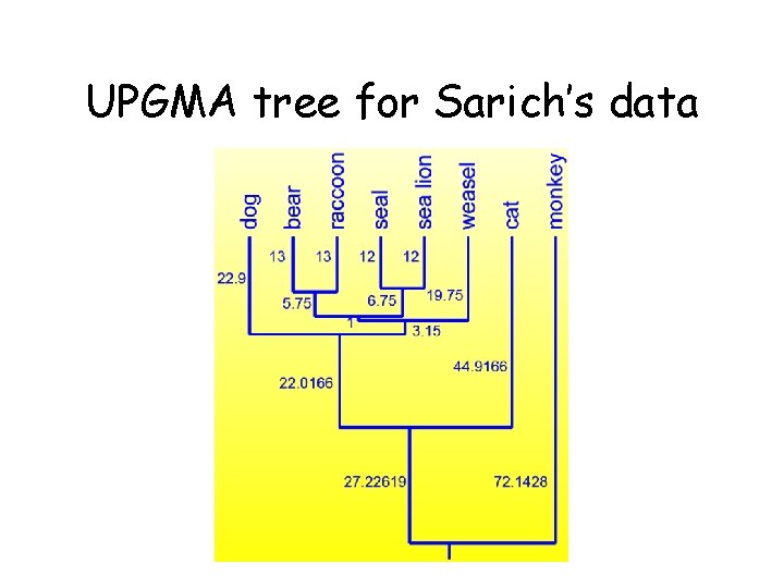 UPGMA tree for Sarich’s data 