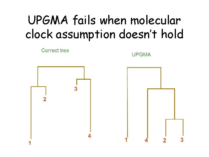 UPGMA fails when molecular clock assumption doesn’t hold 