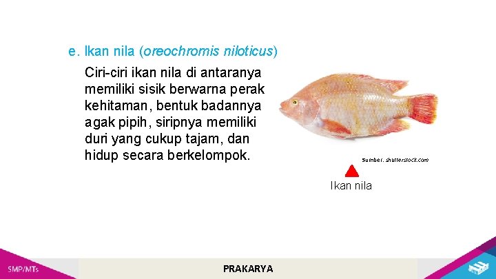 e. Ikan nila (oreochromis niloticus) Ciri-ciri ikan nila di antaranya memiliki sisik berwarna perak