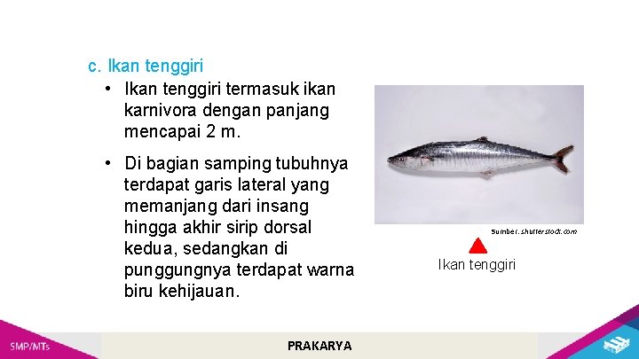 c. Ikan tenggiri • Ikan tenggiri termasuk ikan karnivora dengan panjang mencapai 2 m.