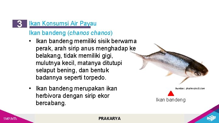 3 Ikan Konsumsi Air Payau Ikan bandeng (chanos) • Ikan bandeng memiliki sisik berwarna
