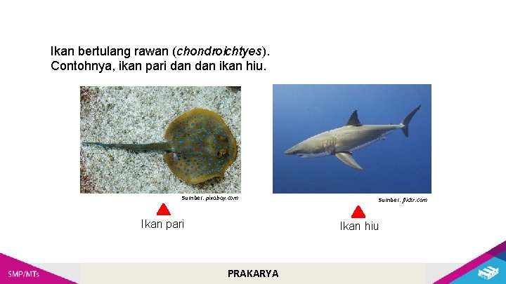 Ikan bertulang rawan (chondroichtyes). Contohnya, ikan pari dan ikan hiu. Sumber: pixabay. com Ikan