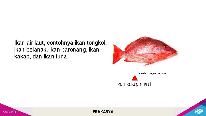Ikan air laut, contohnya ikan tongkol, ikan belanak, ikan baronang, ikan kakap, dan ikan
