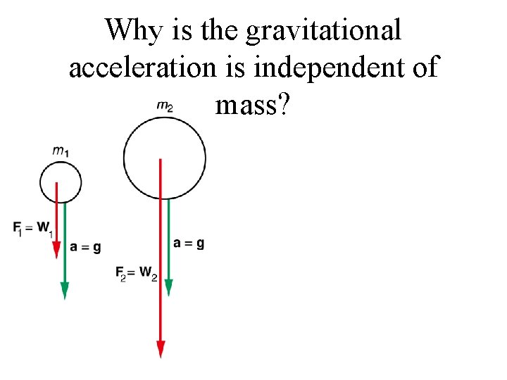 Why is the gravitational acceleration is independent of mass? 